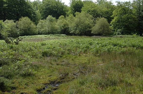   Aspecto general de la zona A hacia el Sur, al fondo borde de Salix atrocinerea, en primer plano, vaguada-arroyo de salida (P. Heras).